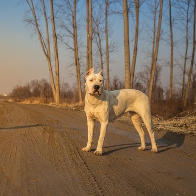 a Dogo Argentino in the middle of a road