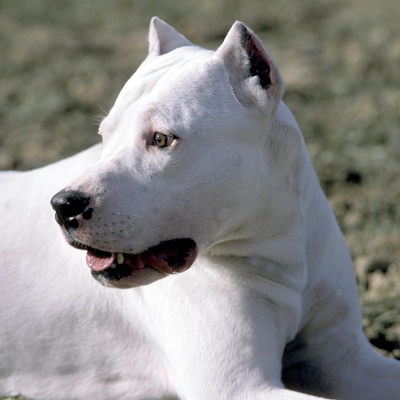 a Dogo Argentino lying with its head turned to the side