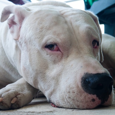the head of a Dogo Argentin placed on the ground