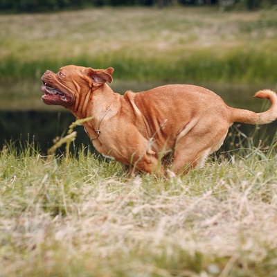 a Dogue de Bordeaux running in a garden