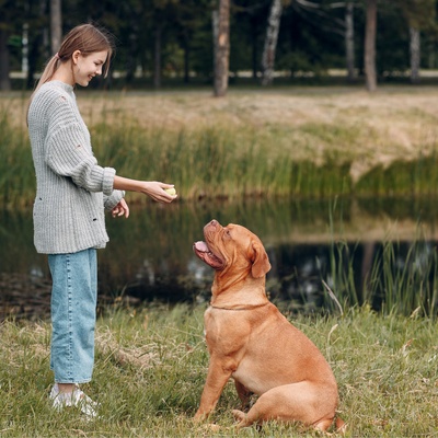 a Dogue de Bordeaux being educated by its owner