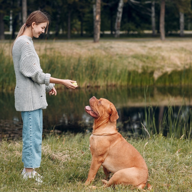 a Dogue de Bordeaux being educated by its owner