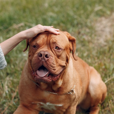 a Dogue de Bordeaux with his/her owner's hand on its head