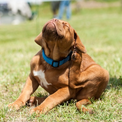 a Dogue de Bordeaux stretching