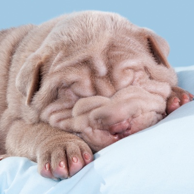a Dogue de Bordeaux sleeping on a cushion