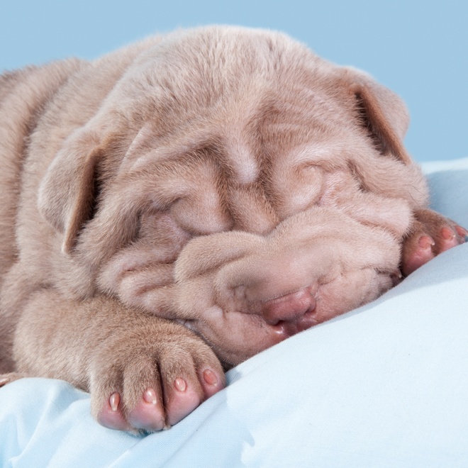 a Dogue de Bordeaux sleeping on a cushion