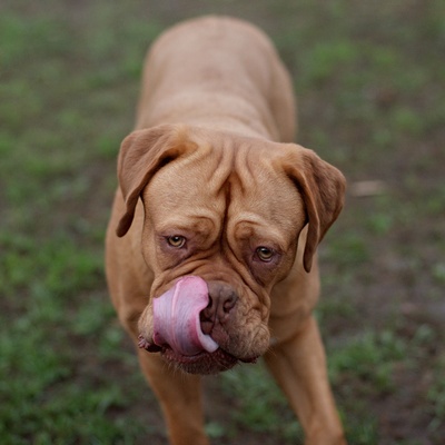 a Dogue de Bordeaux licking its face