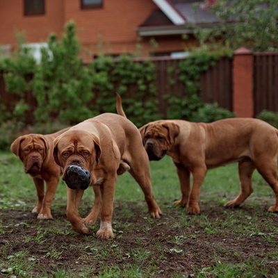 Three dogue de bordeaux turning around to play