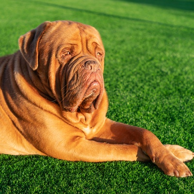 a Dogue de Bordeaux lying on the grass enjoying the sun