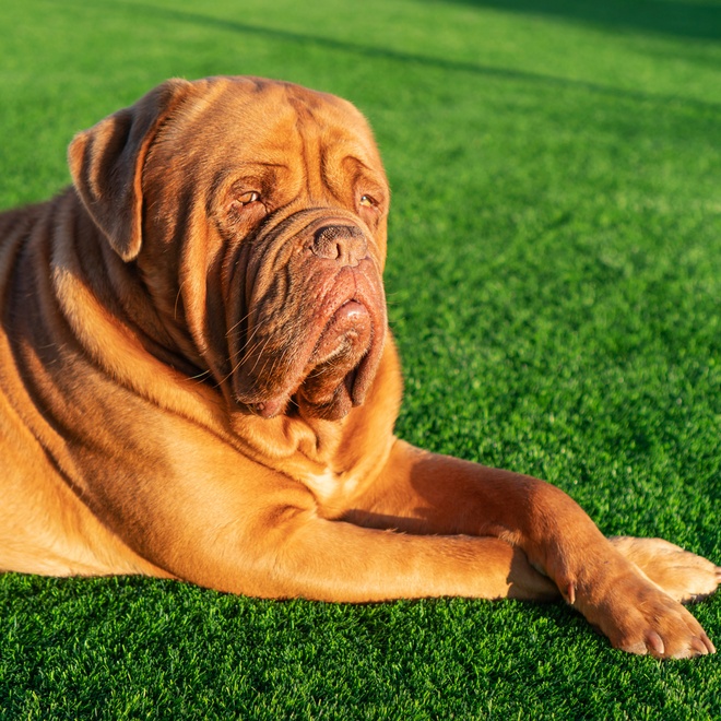 a Dogue de Bordeaux lying on the grass enjoying the sun