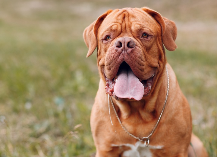 a Dogue de Bordeaux sticking out its tongue