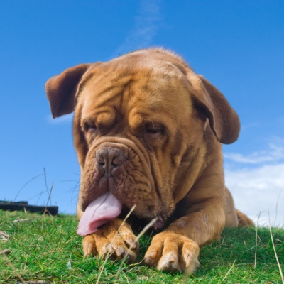 portrait of a Dogue de Bordeaux