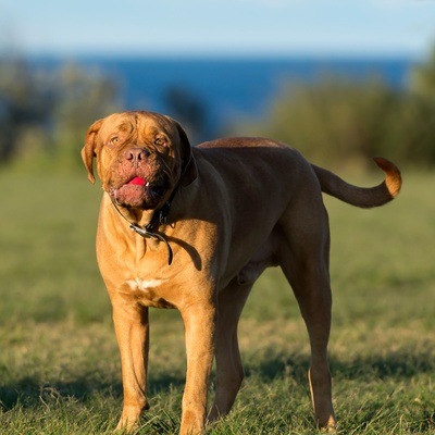 a Dogue de Bordeaux with a bullet in its mouth