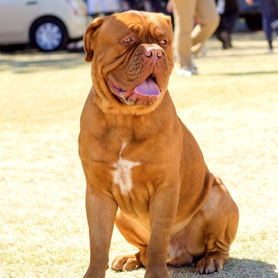 a Dogue de Bordeaux sitting on the ground