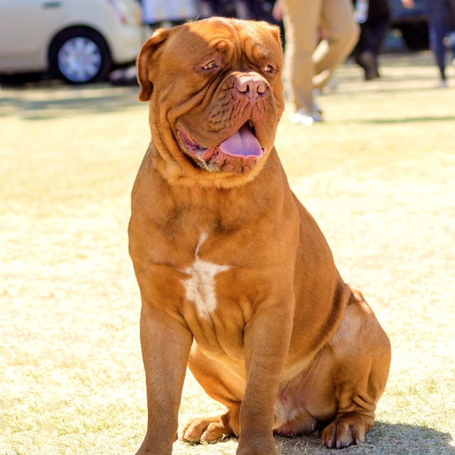 a Dogue de Bordeaux sitting on the ground