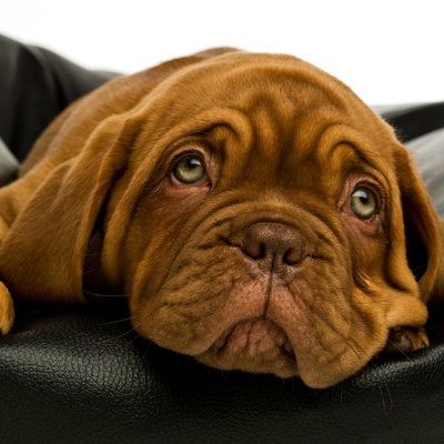 un dogue de bordeaux la tête posée sur un canapé