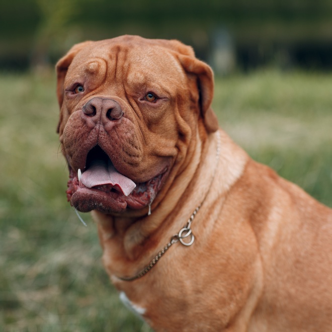 a Dogue de Bordeaux opening its mouth