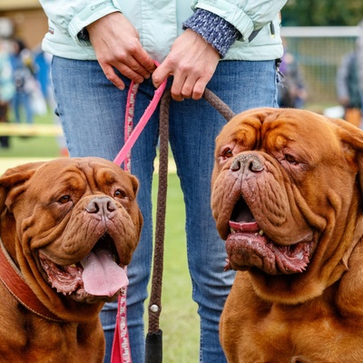two Dogues de Bordeaux kept on a leash together