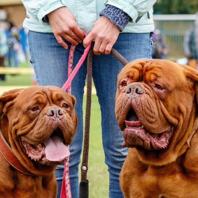 two Dogues de Bordeaux kept on a leash together