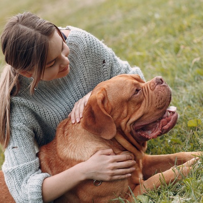 a Dogue de Bordeaux being cuddled by its owner