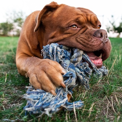 a Dogue de Bordeaux who bites a toy, to cut his teeth