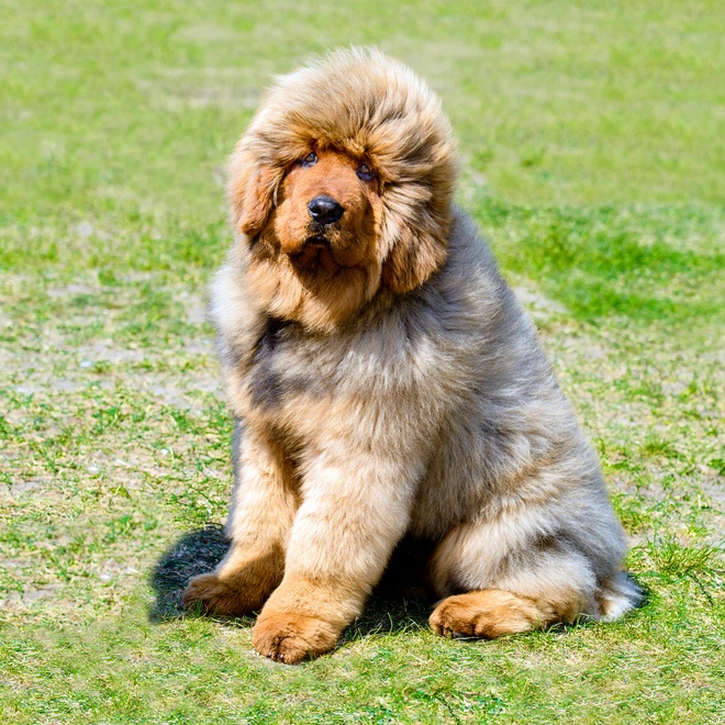 a Tibetan Mastiff sitting in the grass