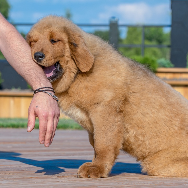 a Tibetan Mastiff has its head placed on someone's arm