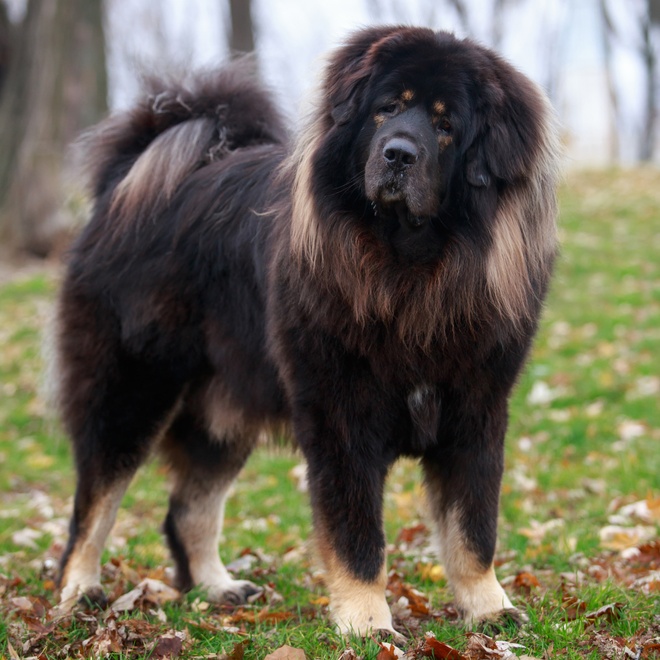 un dogue du tibet noir