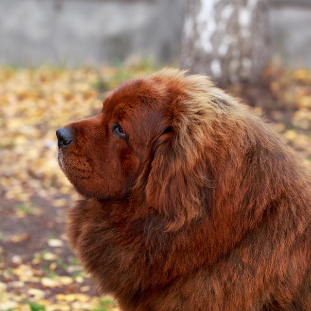 un dogue du tibet qui se colle au bras d'une personne