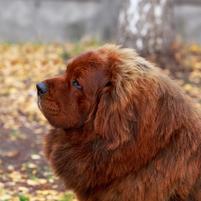 un dogue du tibet qui se colle au bras d'une personne