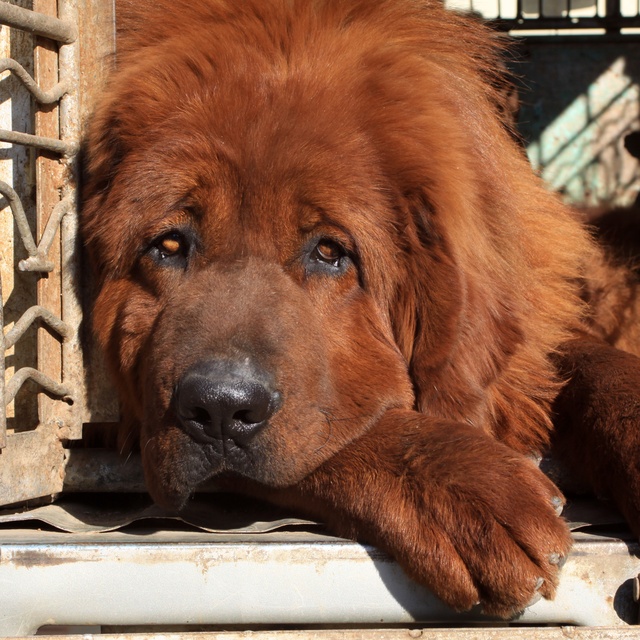 a Tibetan Mastiff laying