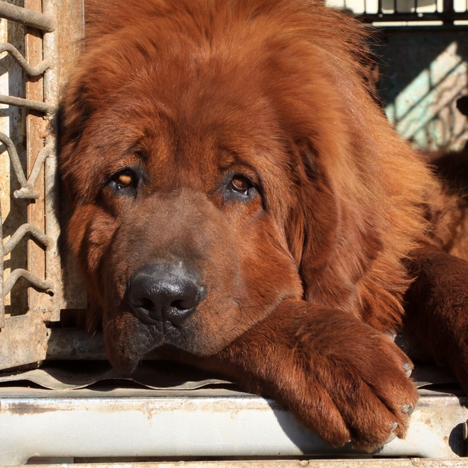a Tibetan Mastiff laying