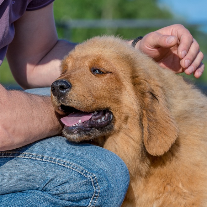 a Tibetan Mastiff has its head on someone's knee