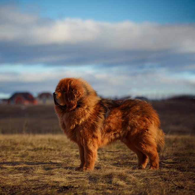 un dogue du tibet dans une prairie