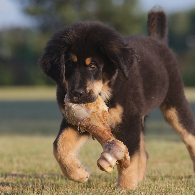 a Tibetan Mastiff with a chicken leg in its mouth