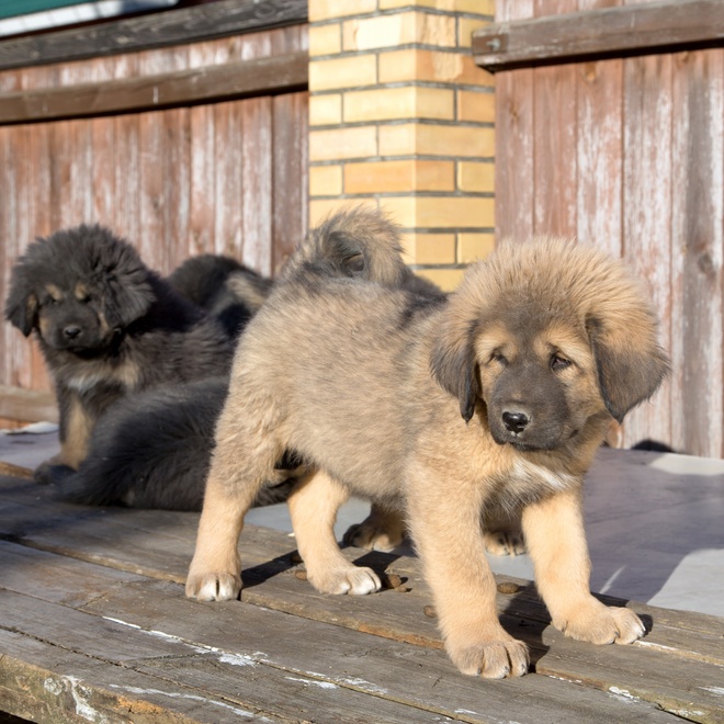 two Tibetan Mastiff puppies together