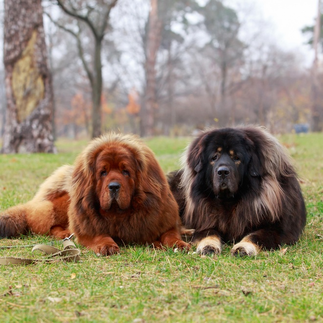 two Tibetan Mastiffs laying next to each other