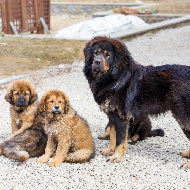 a Tibetan Mastiff with its cubs