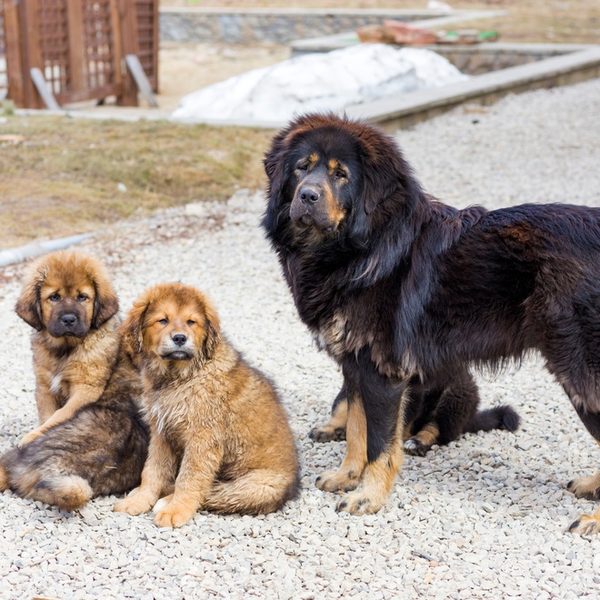 a Tibetan Mastiff with its cubs