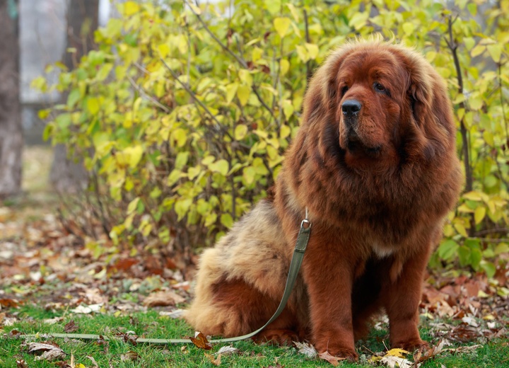 a Tibetan Mastiff in nature