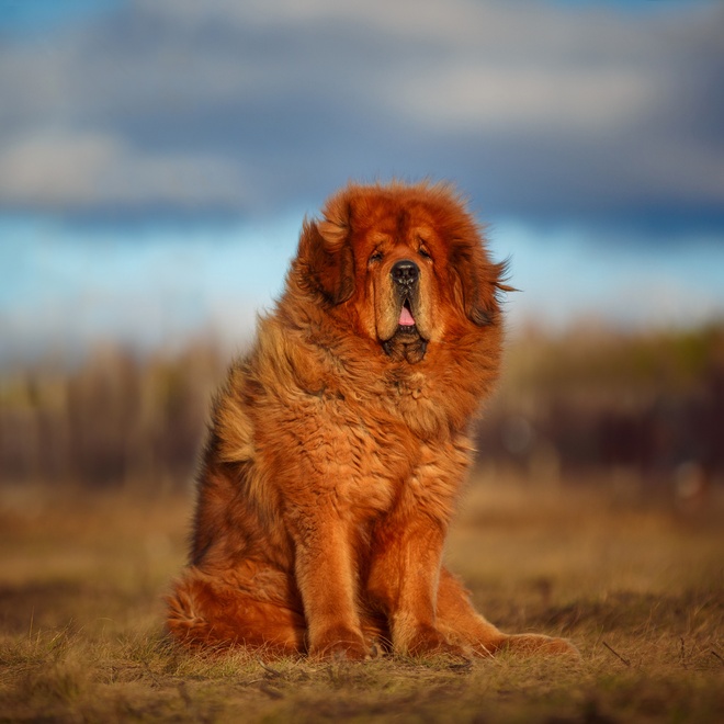 a Tibetan Mastiff sitting majestically