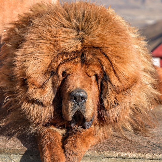 the head of a Tibetan Mastiff placed on the ground