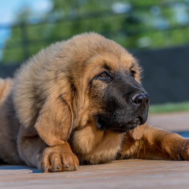 a Tibetan Mastiff sitting on the ground