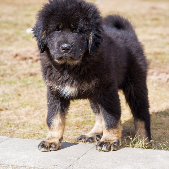 a Tibetan Mastiff looking