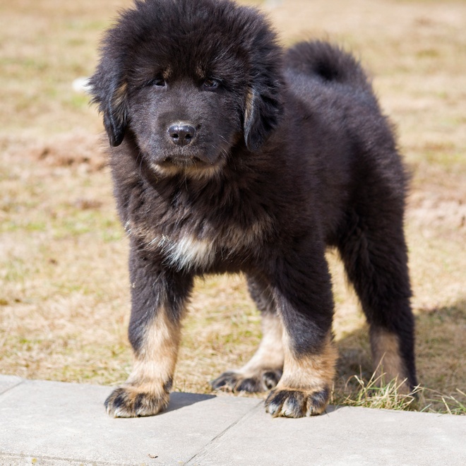 a Tibetan Mastiff looking