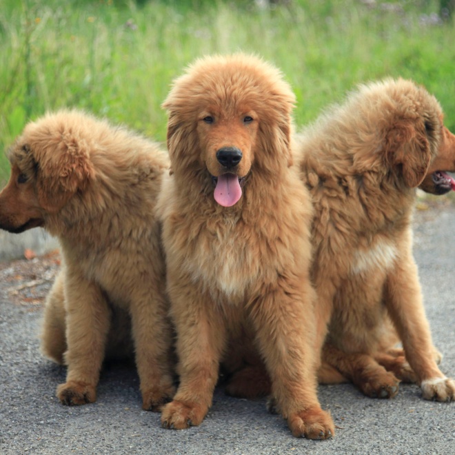three Tibetan Mastiffs close to each other