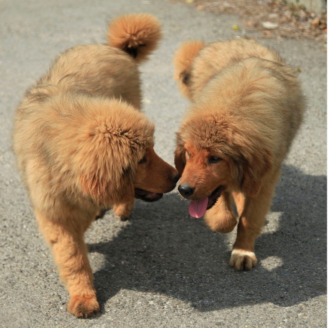 two Tibetan Mastiffs walking next to each other