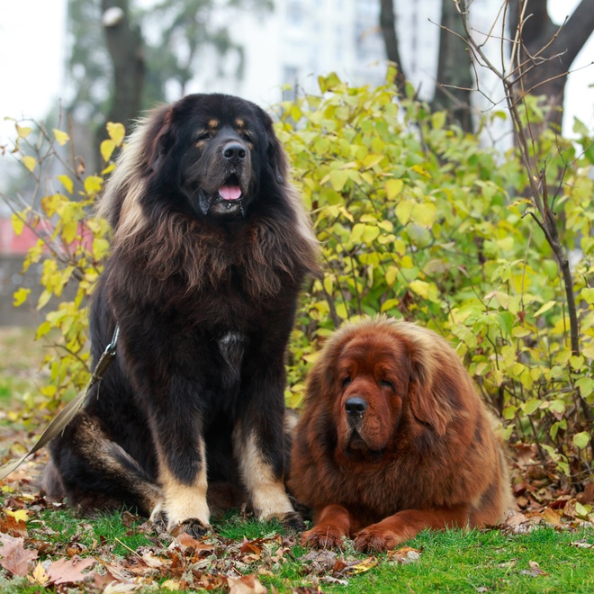 deux dogues du tibet l'un à côté de l'autre