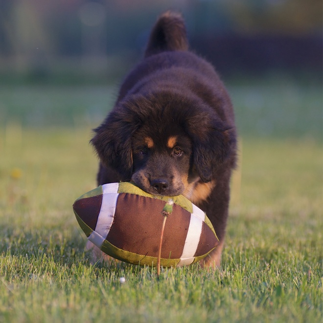 a Tibetan Mastiff playing with a rugby ball