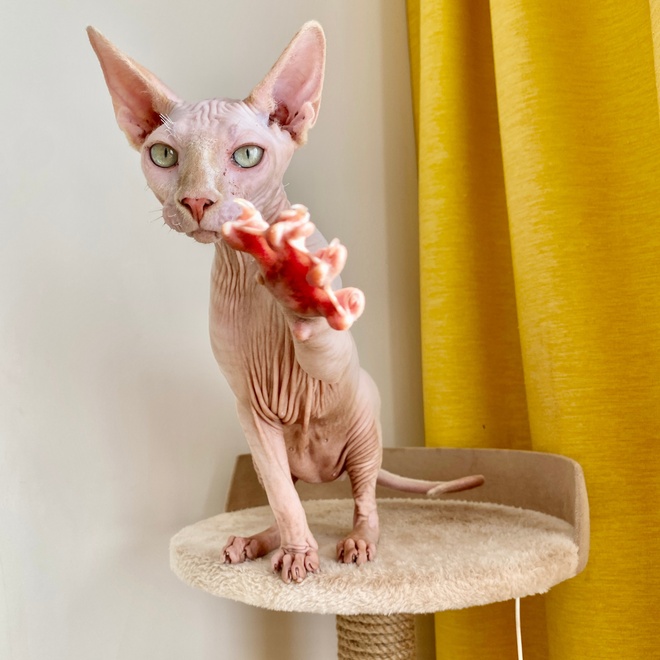 a Donskoy who raises his paw to play